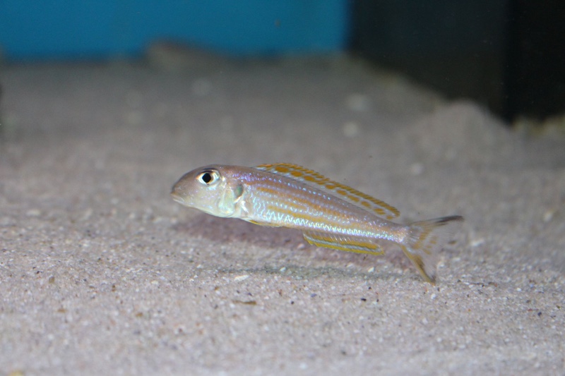 Xenotilapia ochrogenys 'Kigoma'